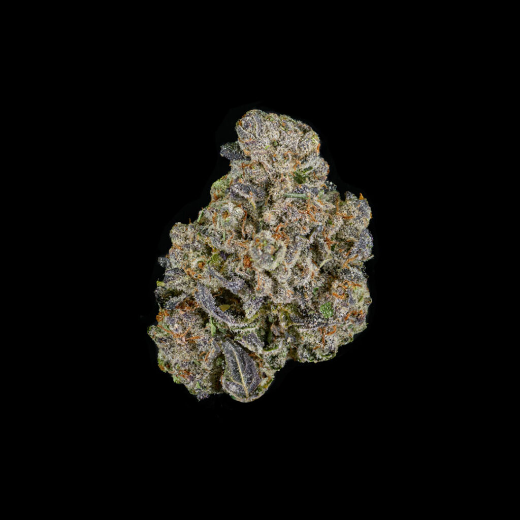 A trimmed bud of Commcan's Biscotti strain.