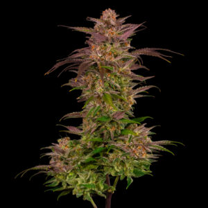 Portrait of Bluberry Pie Strain grown by CommCan
