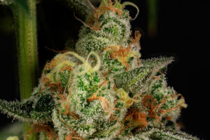 Alternative view of Drunken Monkey