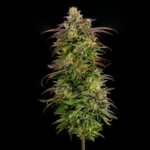 A High Definition Photograph of the Sour Diesel X Animal Cookies Strain stalk