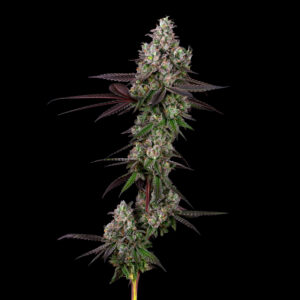 Apples and Bananas strain by Cookies, grown by CommCan – frosty buds with apple pie and banana pudding aroma