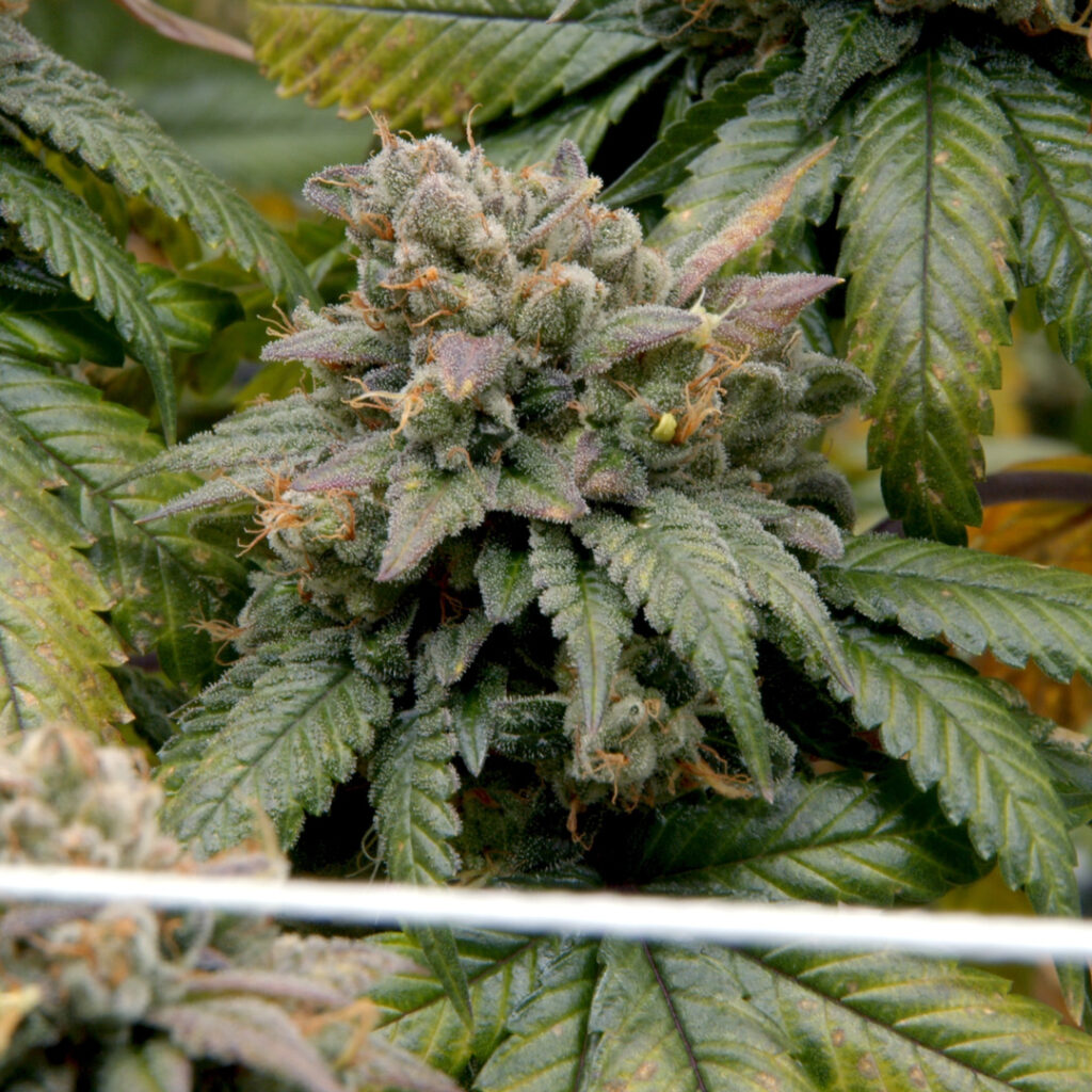 A photograph of the cannabis strain Sour Ghost growing inside of CommCan's cultivation facility in Massachusetts.