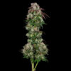 A photograph of freshly harvested Sour Ghost plant grown by Commcan