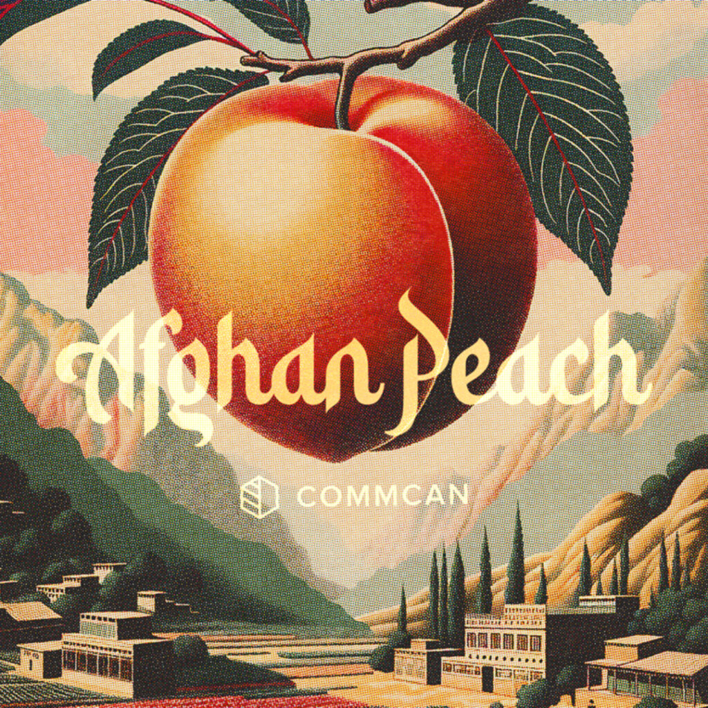 Artwork inspired by Afghan Peach from CommCan.