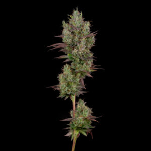 A photograph of freshly harvested Banana Ghost Stalk grown by CommCan