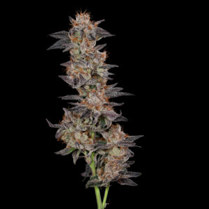 Stalk of Blue Agave cannabis strain by Cookies, showcasing resin-covered green and blue hues with orange pistils and trichomes