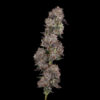 Harvested stalk of Ridgeline Lantz cannabis grown by CommCan.