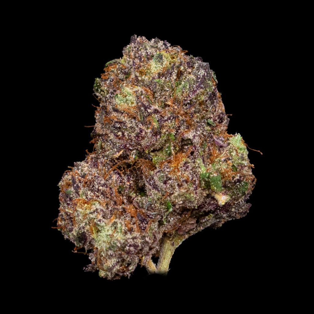 Close-up of a Ridgeline Lantz cannabis nug grown by CommCan.