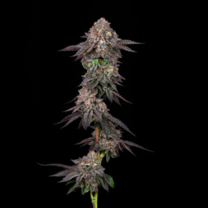 Amaretto Mintz Stalk Portrait