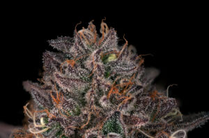 Alternative view of Amaretto Mintz