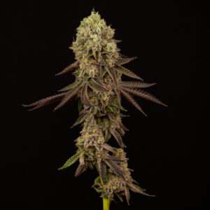 Alternative view of Kush