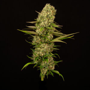 Alternative view of Mexican Sativa