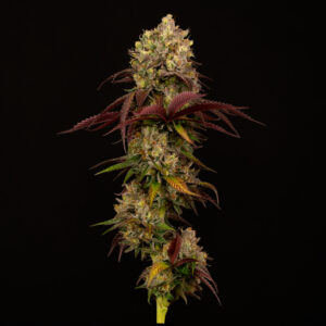 Alternative view of Skunk