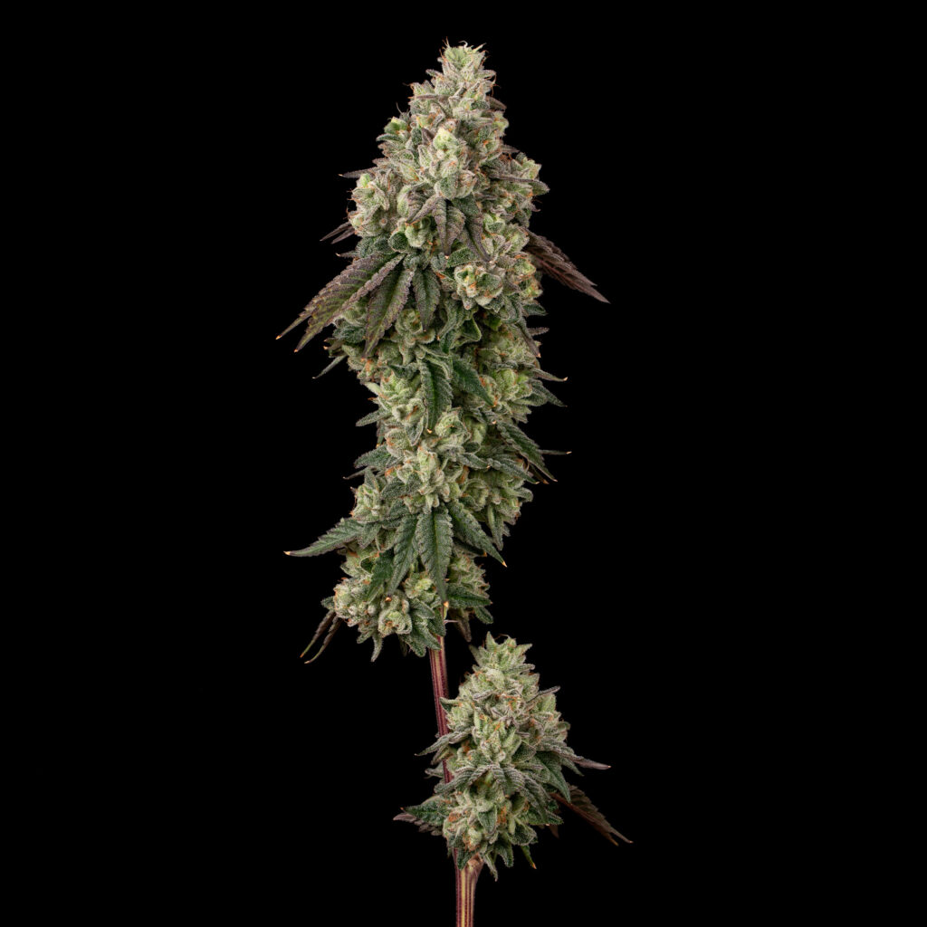 Gotti Belts Flower Stalk
