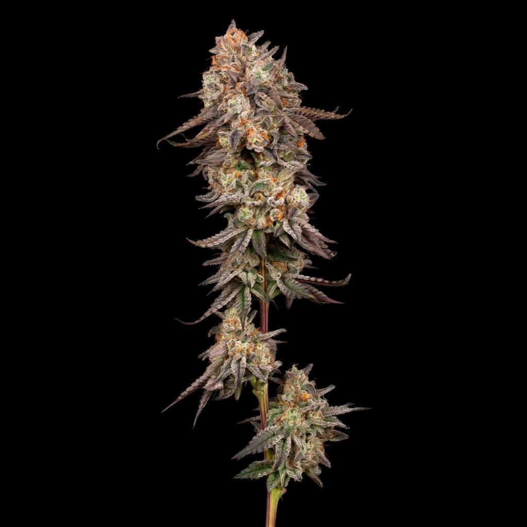 Kush Crasher Flower Stalk