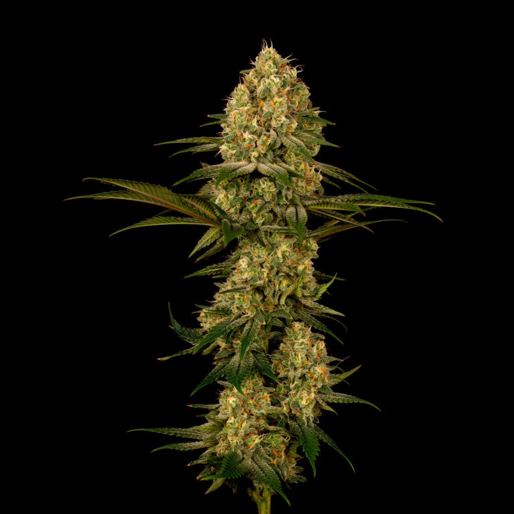 Northern Lights Flower Stalk