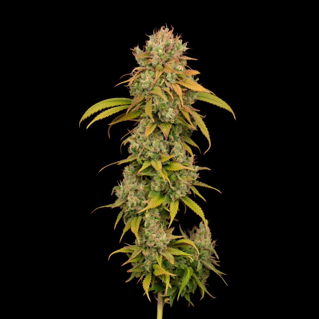 Strawberry Daze Flower Stalk