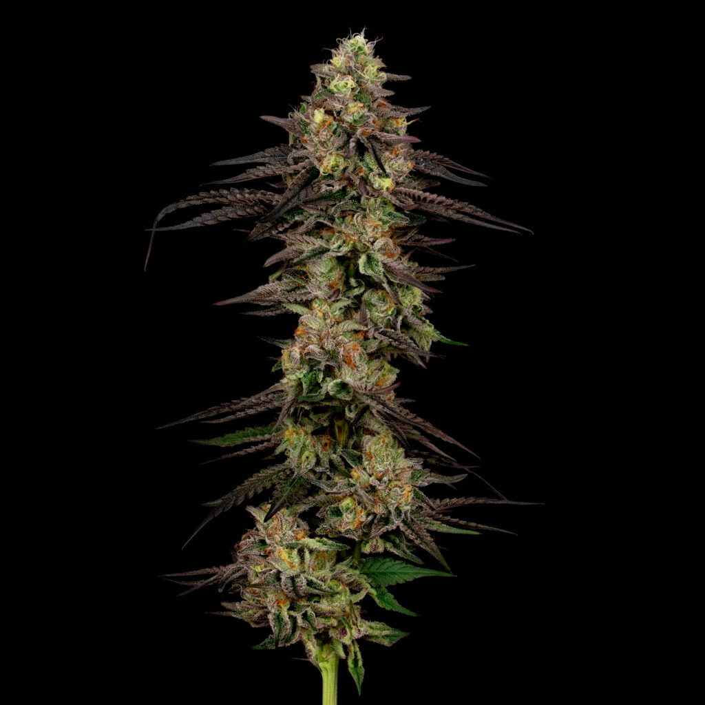 Fried Bananas Flower Stalk