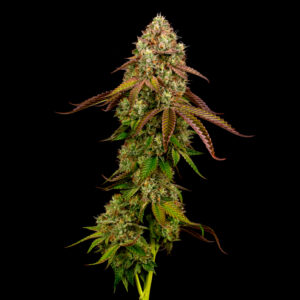 Alternative view of White Widow
