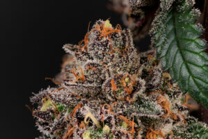 Alternative view of Blackberry Caviar