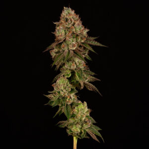 Alternative view of Blueberry Caviar