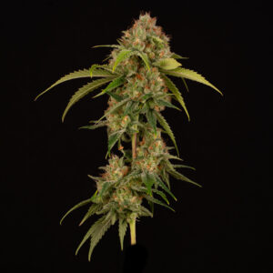 Papaya BX