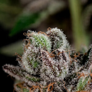 Alternative view of White Rainbow x Biscotti