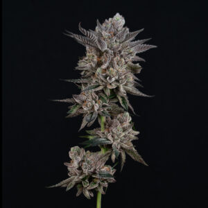 White Rainbow x Biscotti
