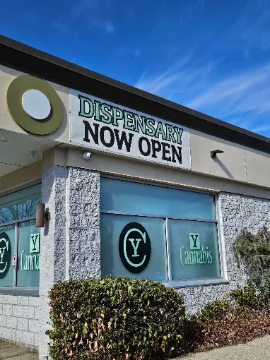 Y Cannabis in Berkley, MA