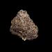 Amaretto-Mintz-Portrait-Nug