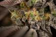 Triple-Cheese-Macro