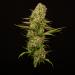 Mexican-Sativa-Portrait