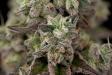 Kush-Macro