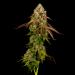 White Widow Flower Stalk