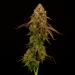 White-Widow-Stalk-Portrait