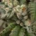 Gotti-Beltz-Macro