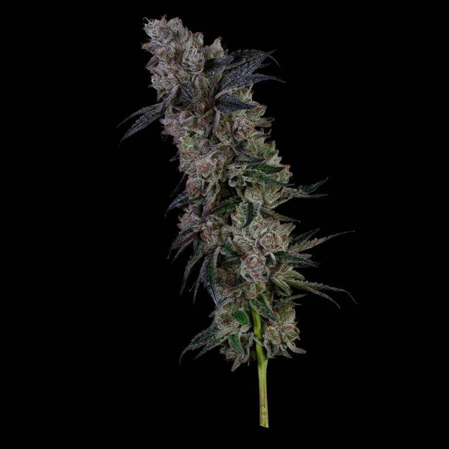 BernieHana Butter Cookies