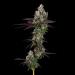 Apples and Bananas strain by Cookies, grown by CommCan – frosty buds with apple pie and banana pudding aroma