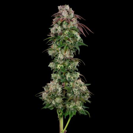 A photograph of freshly harvested Sour Ghost plant grown by Commcan