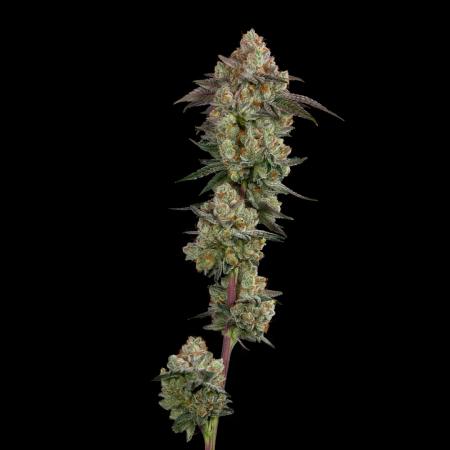 A Portrait shot of Augmented OG grown by CommCan