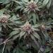 Commcan's Biscotti strain in the flowering stage at our Medway, MA growhouse.